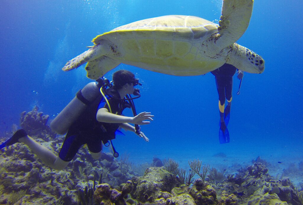Snorkeling Tortues